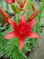 [1608 RedTwin No01.JPG]